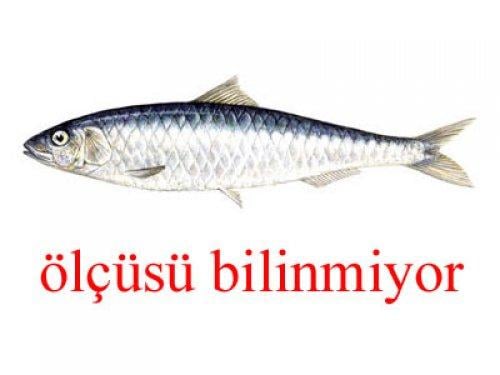 Küçük balık yoksa büyük balık da yok - Resim 4