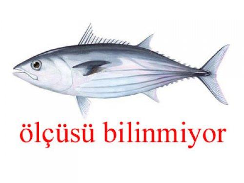 Küçük balık yoksa büyük balık da yok - Resim 7