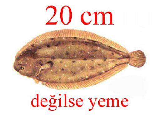 Küçük balık yoksa büyük balık da yok - Resim 25
