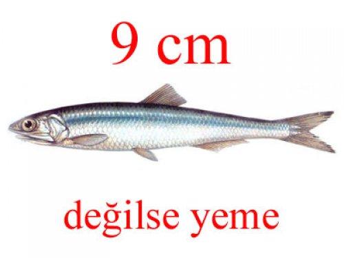 Küçük balık yoksa büyük balık da yok - Resim 2