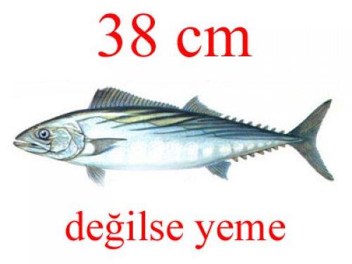 Küçük balık yoksa büyük balık da yok - Resim 9