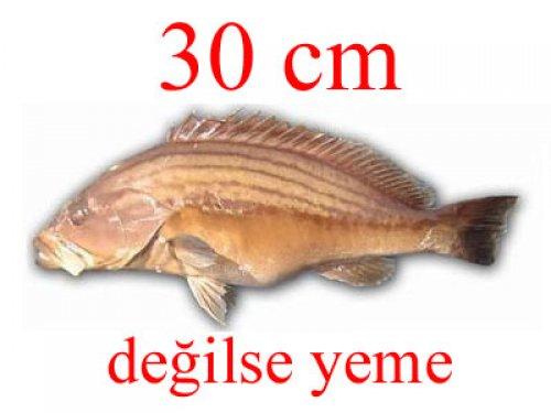 Küçük balık yoksa büyük balık da yok - Resim 21