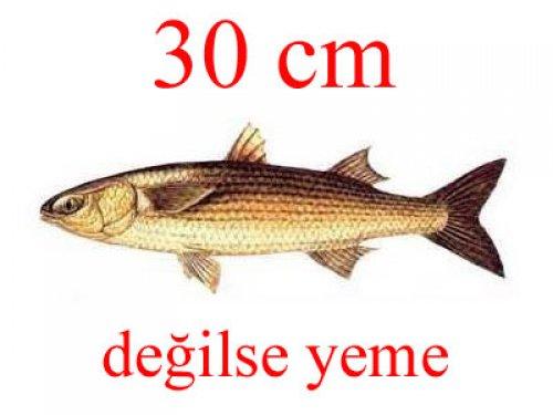 Küçük balık yoksa büyük balık da yok - Resim 13