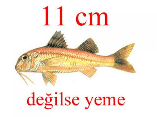 Küçük balık yoksa büyük balık da yok - Resim 18