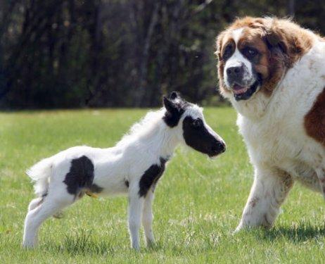 Dünyanın en küçük atı