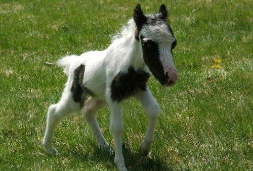 Dünyanın en küçük atı