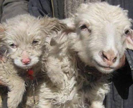 Koyun köpek doğurdu