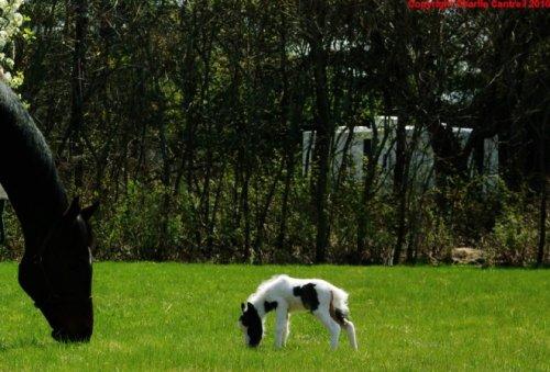 Dünyanın en küçük atı