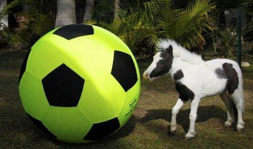 Dünyanın en küçük atı