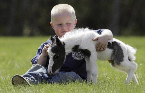 Dünyanın en küçük atı