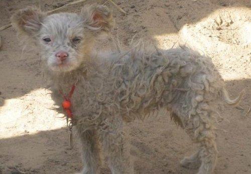 Koyun köpek doğurdu