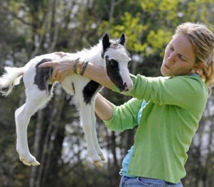 Dünyanın en küçük atı