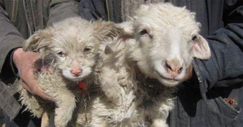 Koyun köpek doğurdu