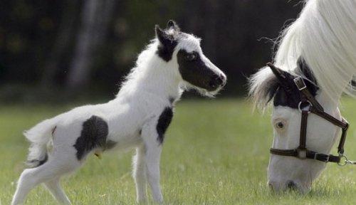 Dünyanın en küçük atı