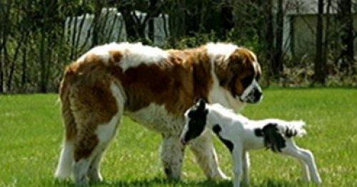 Dünyanın en küçük atı