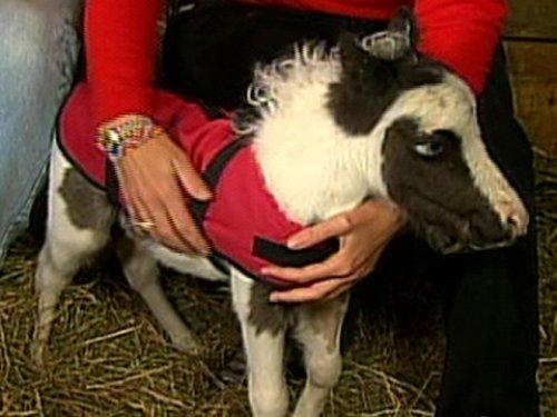 Dünyanın en küçük atı