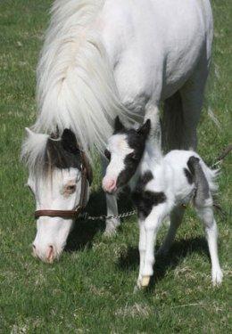 Dünyanın en küçük atı