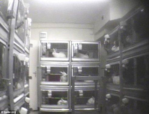 Tavşanlar yapılan deneyde ağladı