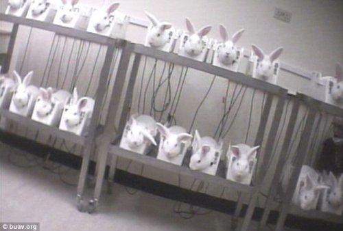 Tavşanlar yapılan deneyde ağladı