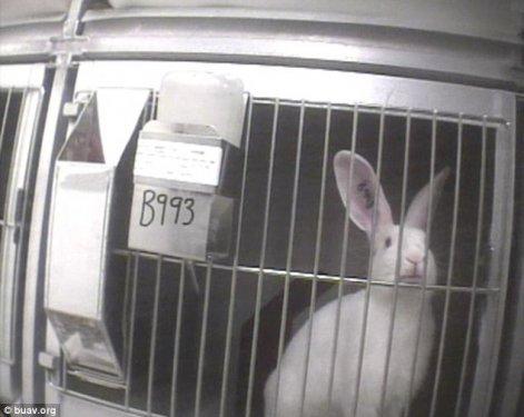 Tavşanlar yapılan deneyde ağladı