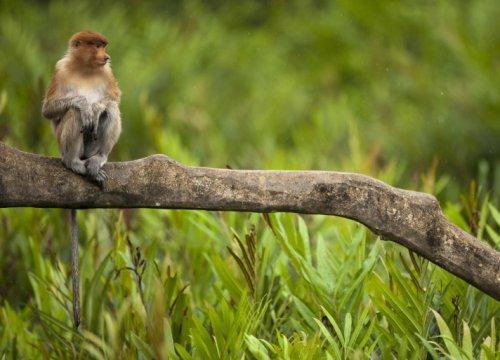 Maymunlar Cenneti - Borneo Adası - Resim 13