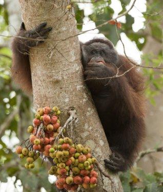 Maymunlar Cenneti - Borneo Adası - Resim 5