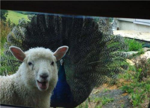 Fotoğrafı mahvetme sanatı