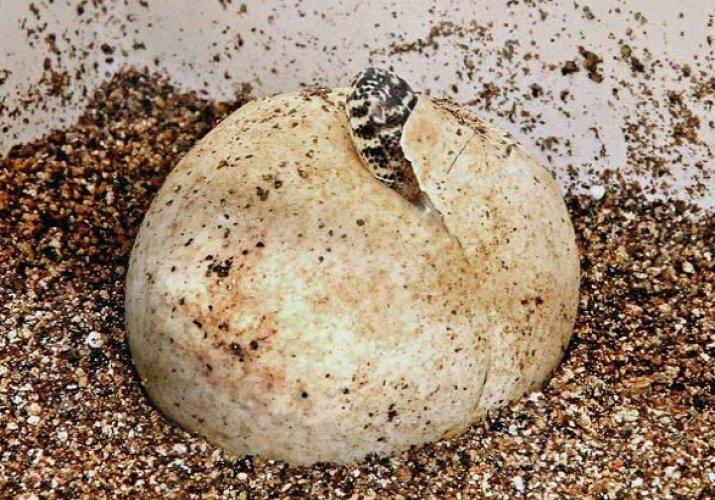 Fazla söze gerek kalmadı  - Resim 41