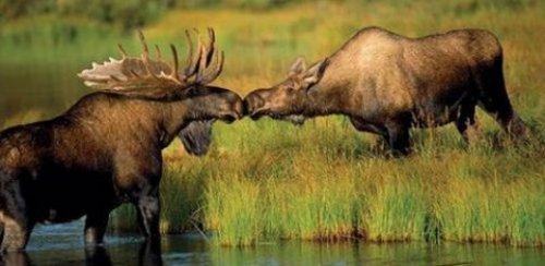 İnternetin en çılgın fotoğrafları