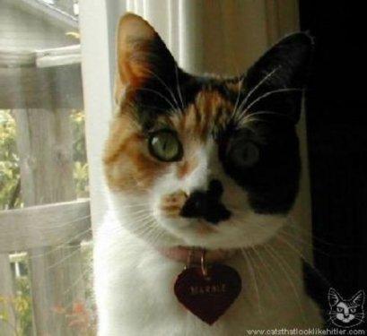 İnternetin en çılgın fotoğrafları