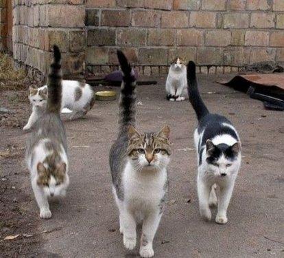 İnternetin en çılgın fotoğrafları