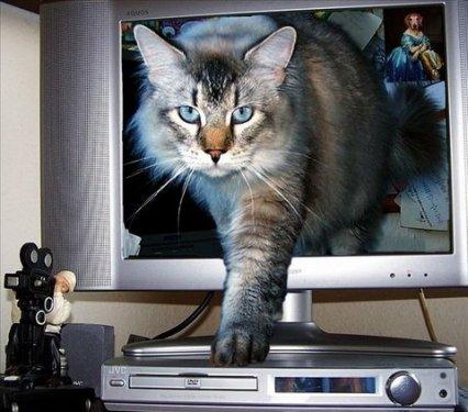 İnternetin en çılgın fotoğrafları