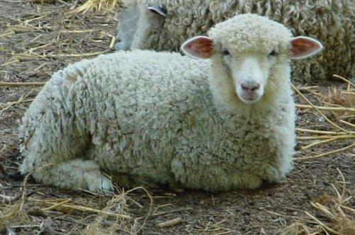 En komik Twitter geyikleri