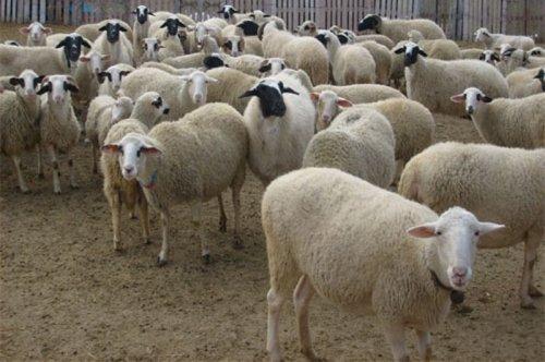 En komik Twitter geyikleri