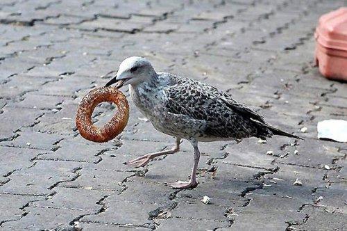 En komik Twitter geyikleri