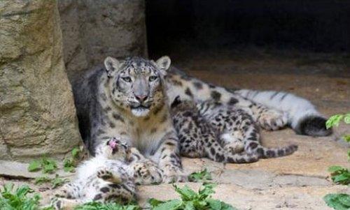 Kar leoparı üçüz doğurdu - Resim 5