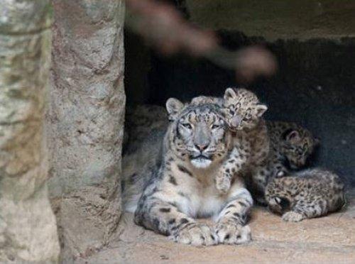 Kar leoparı üçüz doğurdu - Resim 6