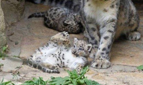 Kar leoparı üçüz doğurdu - Resim 2
