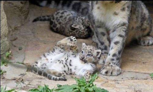 Kar leoparı üçüz doğurdu - Resim 3
