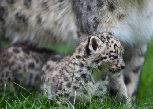 Kar leoparı üçüz doğurdu - Resim 1