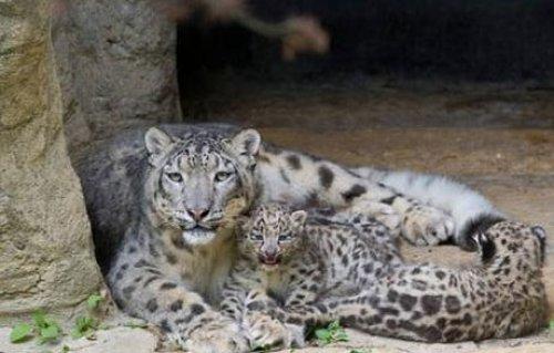 Kar leoparı üçüz doğurdu - Resim 4