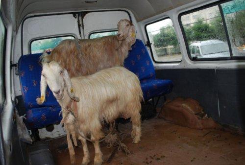 Ordu sele tesli oldu