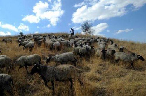 Türkiye'nin en değerli koyun sürüsü - Resim 4