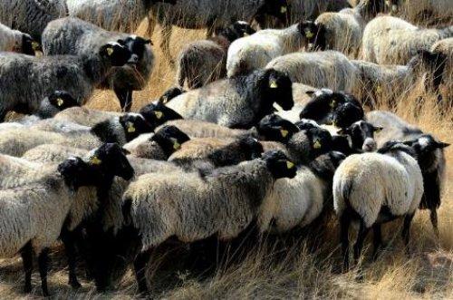 Türkiye'nin en değerli koyun sürüsü - Resim 1