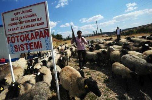 Türkiye'nin en değerli koyun sürüsü - Resim 12