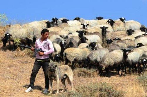 Türkiye'nin en değerli koyun sürüsü - Resim 8