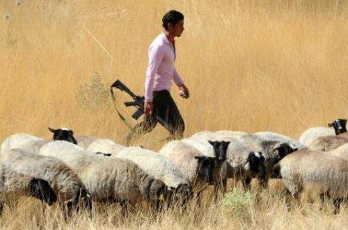 Türkiye'nin en değerli koyun sürüsü - Resim 2