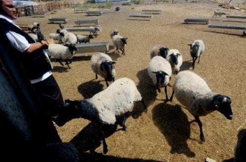 Türkiye'nin en değerli koyun sürüsü - Resim 13