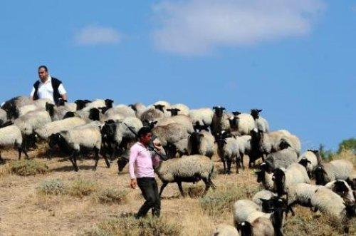 Türkiye'nin en değerli koyun sürüsü - Resim 11