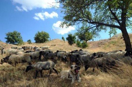 Türkiye'nin en değerli koyun sürüsü - Resim 5
